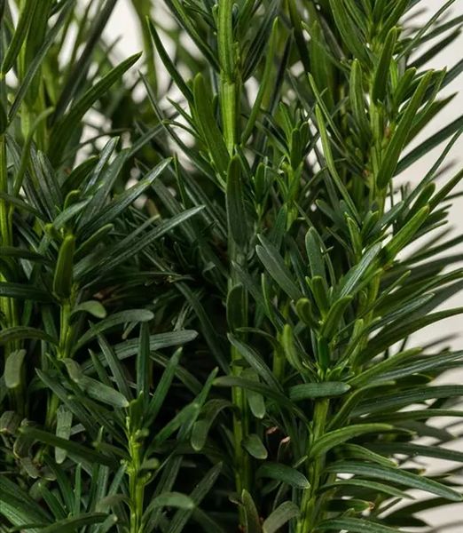 Taxus baccata 'Fastigiata Robusta'